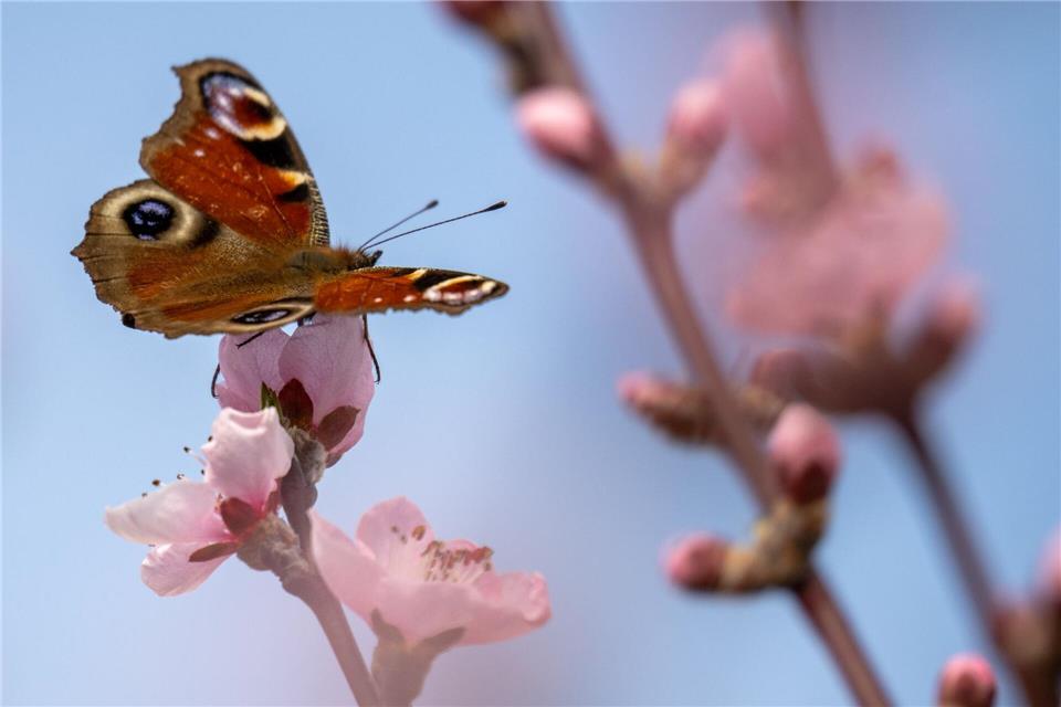 Sogar Pfirsichbäume wachsen im Bundesland. (Symbolbild)Harald Tittel/dpa
