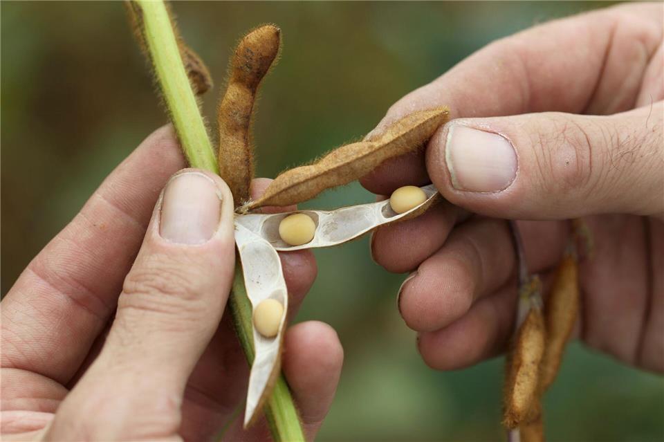 Soja - ein beliebter Grundstoff für pflanzliche Milchalternativen - wird auch in Deutschland angebaut.  picture alliance / dpa
