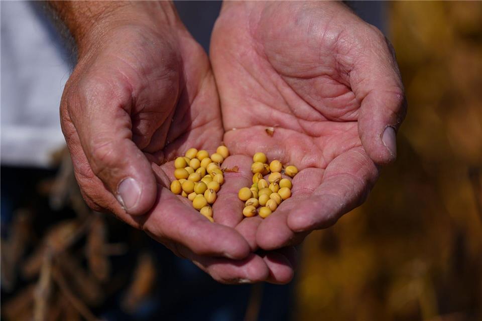 Trump-Xi-Treffen: Das sind die Ergebnisse  Sojabohnen-Farmer in den USA hatten die ausbleibenden Käufe aus China beklagt. Michael Conroy/AP/dpa