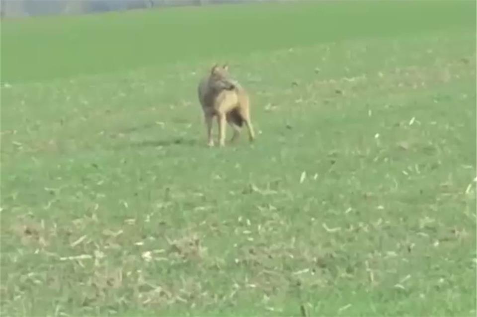 Solche Aufnahmen wertet der Nabu-Vorsitzende als „Glücksfall“.