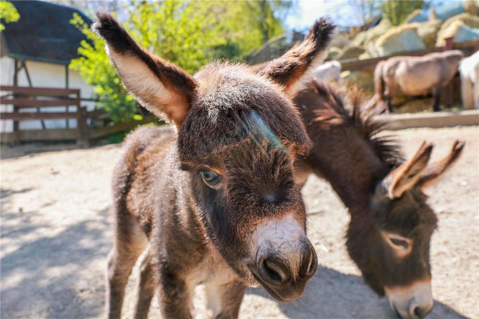 Solche Mini-Esel bleiben ausgewachsen meist unter einer Schulterhöhe von weniger als 91 Zentimetern.Jan Woitas/dpa