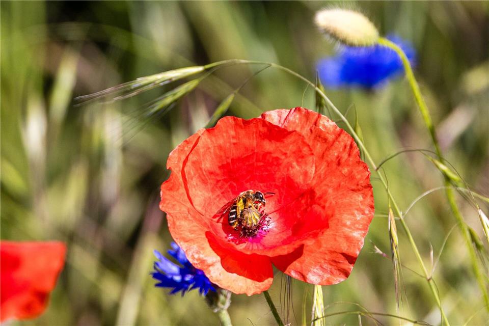 Sommerwetter in Südbrandenburg: Biene besucht Mohnblume auf einem Feld am PfingstmontagFrank Hammerschmidt/dpa