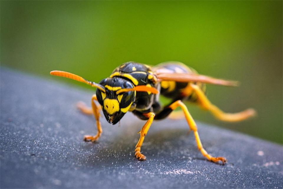 Sommerzeit ist auch Insektenzeit: Allein im vergangenen Jahr mussten 563 Menschen im Kreis Borken wegen Insektenstichen ambulant behandelt werden.