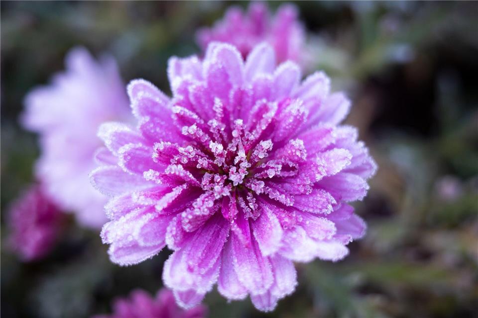 Sonne am Tag und Frost in der Nacht. (Archivbild)Lukas Coch/AAP/dpa