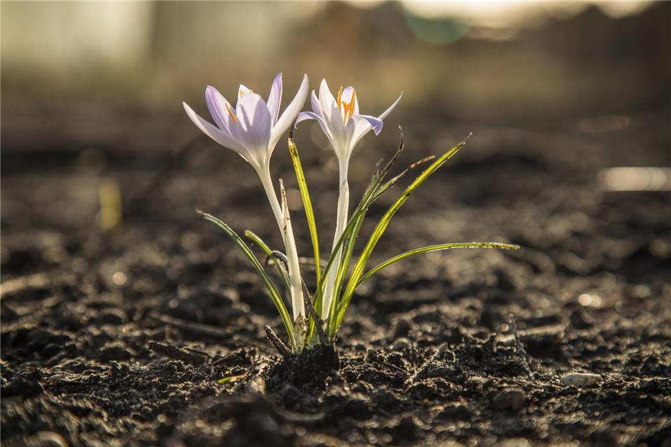 Sonne im Beet und passender Boden – dann klappt’s auch mit dem Wachsen.Christin Klose/dpa-tmn