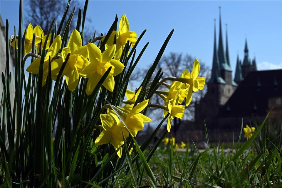 Sonne und milde Temperaturen haben vielerorts in Thüringen Frühblüher wie diese Narzissen hervorgelockt (Archivbild)Martin Schutt/dpa