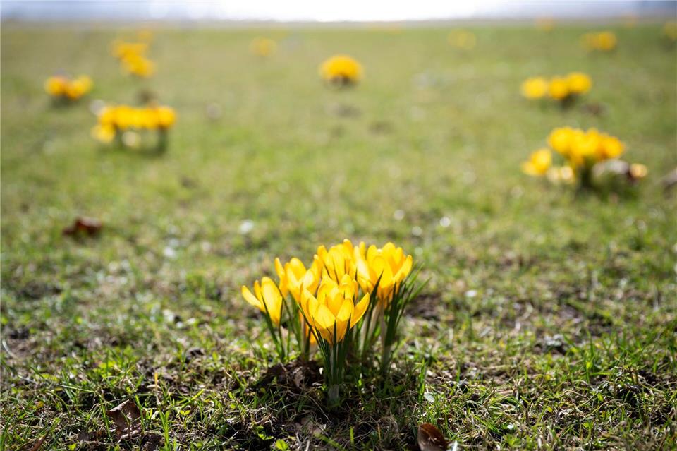 Sonnenanbeter kamen im März voll auf ihre Kosten. (Archivbild)Philip Dulian/dpa