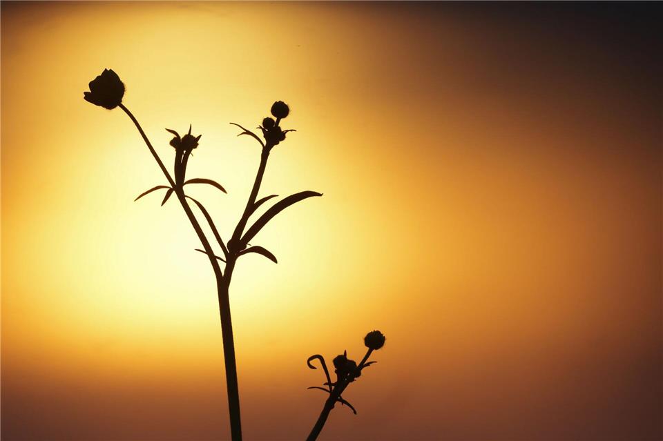 Sonnenaufgang eingetrübtThomas Warnack/dpa