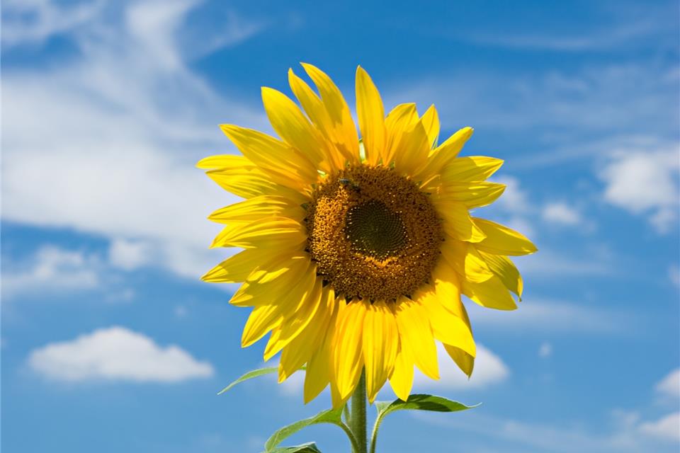 Sonnenblumen gegen das Vergessen möchten die Beteiligten pflanzen.