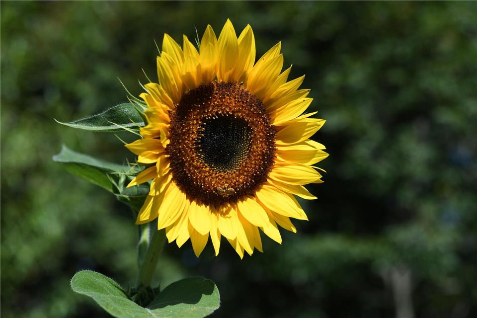Sonnenblumen im Spätsommer gewünscht? Sie kann man nun im Freiland aussäen. Andrea Warnecke/dpa-tmn