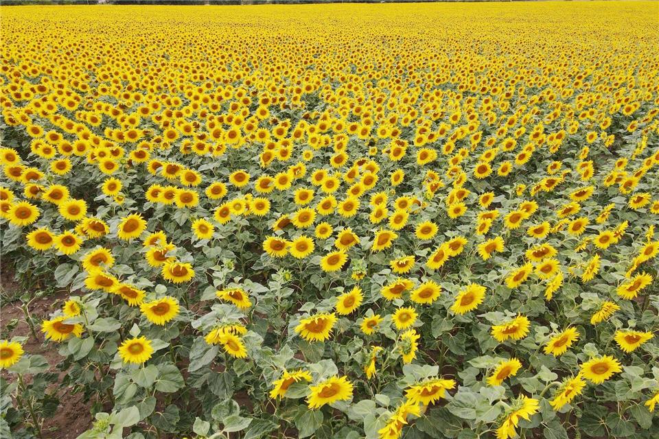 Sonnenblumen kommen mit Trockenheit relativ gut zurecht. (Symbolbild)Bodo Schackow/dpa