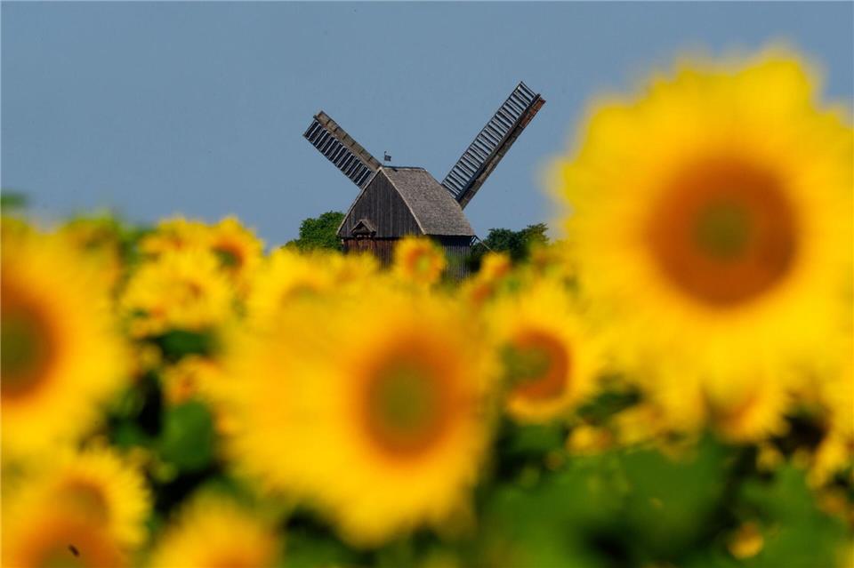 Sonnenblumen leuchten auf einem Feld in der Sonne vor der Bockwindmühle Beelitz in Brandenburg.Georg-Friedrich Moritz/dpa