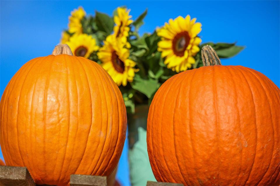 Sonnenblumen und Kürbisse als Herbstboten bei sehr mildem Wetter.Christoph Reichwein/dpa