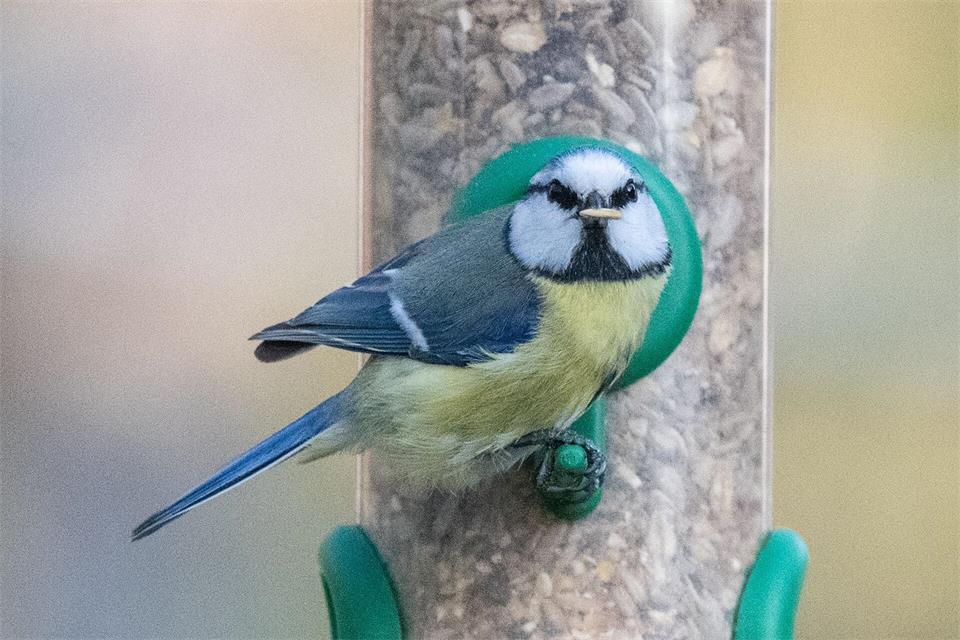 Sonnenblumenkerne sind laut Nabu Baden-Württemberg ein gutes Basisfutter und bei vielen Vogelarten beliebt.Sebastian Gollnow/dpa
