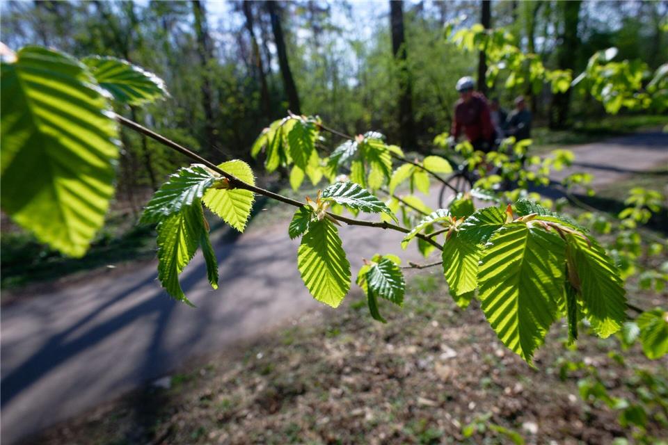 Sonnenschein und lichtes Grün im Kölner Stadtwald. Die Woche startet mild, am Mittwoch kommt ein Wetterumschwung.Henning Kaiser/dpa