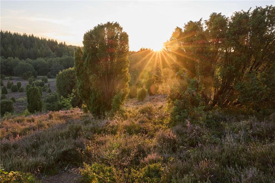 Sonnenuntergang in der Lüneburger HeideGeorg Wendt/dpa