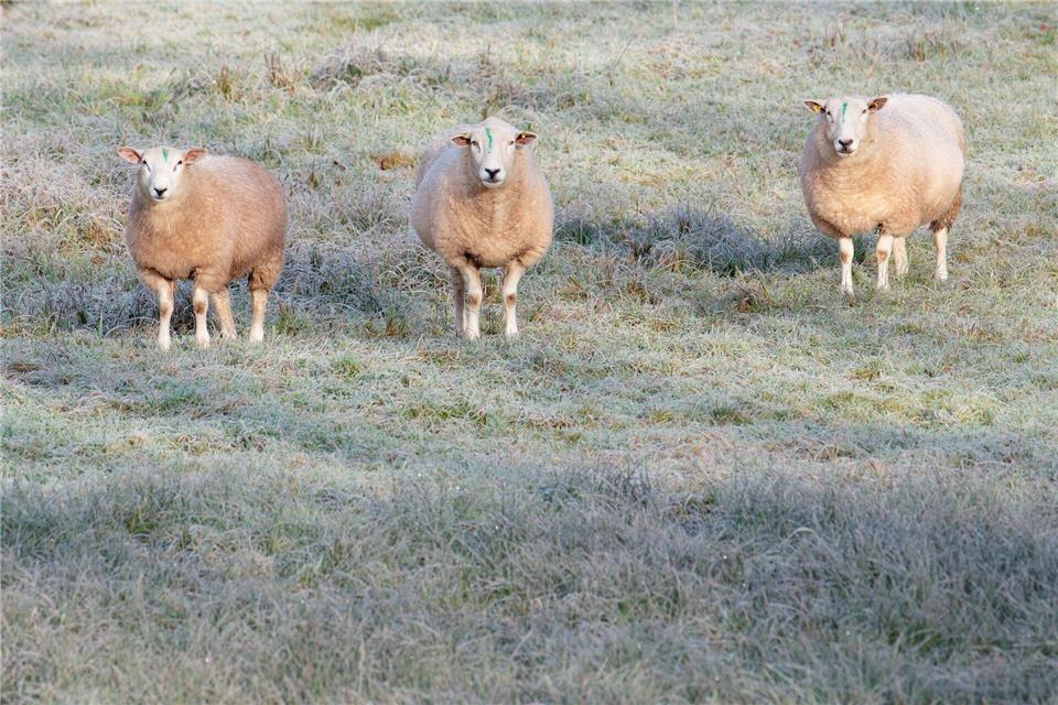 Sonnige Tage stehen bevor.Uwe Anspach/dpa