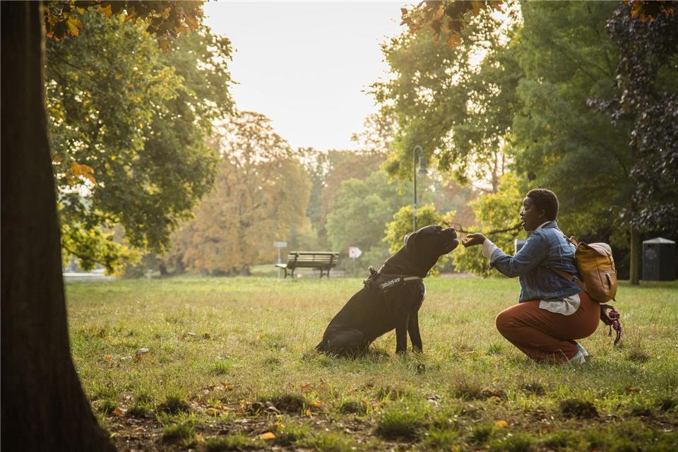 Soziales Lernen stärkt Aufmerksamkeit, Bindung und Zusammenarbeit zwischen Mensch und Hund.picture alliance / dpa-tmn