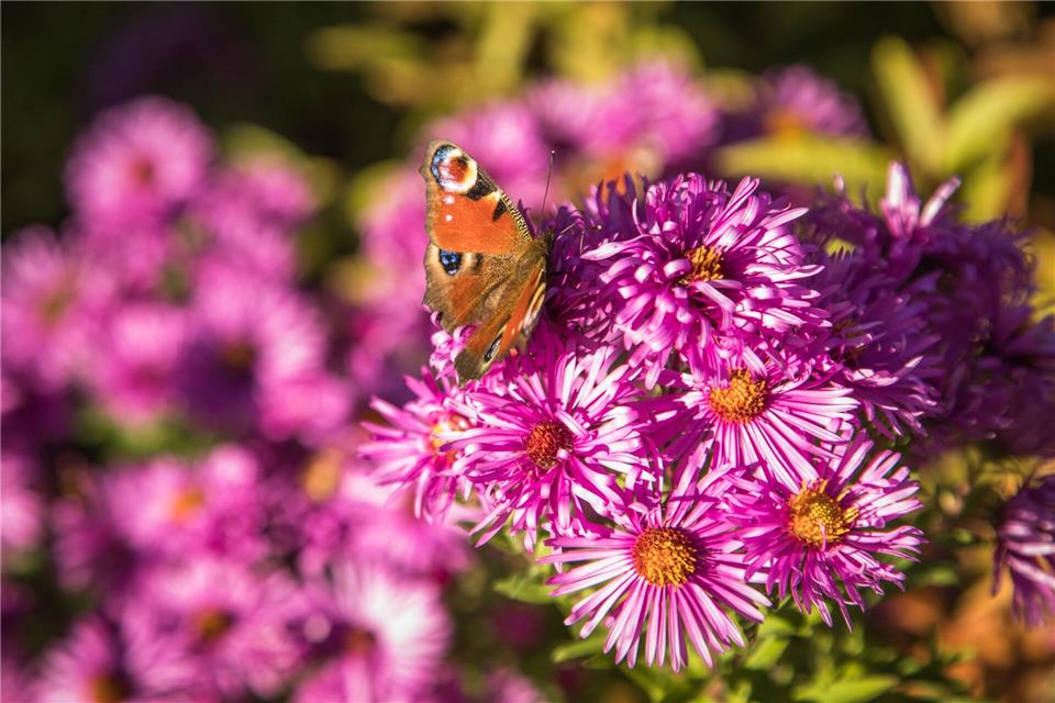 Spätblüher im Garten: Herbst-Astern liefern wichtigen Nektar für Schmetterlinge.Christin Klose/dpa-tmn