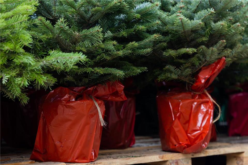 Später im Garten einpflanzen - oft nur möglich, wenn der Weihnachtsbaum bereits im Topf groß gewachsen ist.picture alliance/dpa