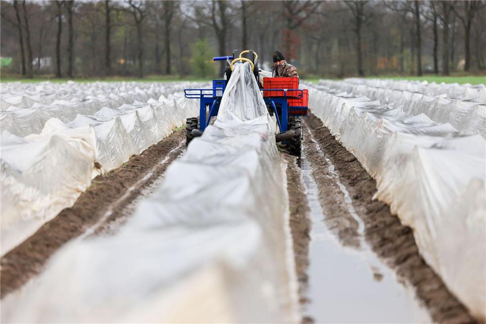 Spargel ist hierzulande fast immer Folienspargel. Ohne dieses Hilfsmittel wäre die Saison viel kürzer und der Ertrag geringer. (Archivbild)Oliver Berg/dpa