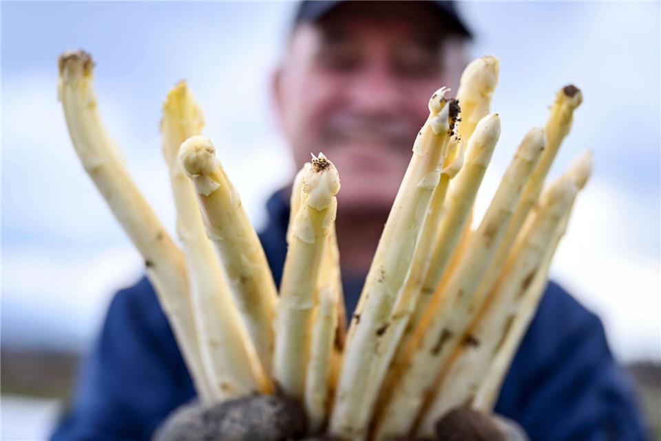 Spargelbauer Stefan S. zeigt auf einem seiner Felder frisch gestochenen Spargel.Uli Deck/dpa