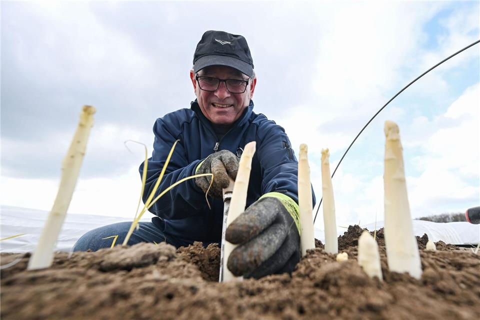 Spargelbauer Stefan Schneider sticht auf einem seiner Felder den ersten Spargel.Uli Deck/dpa