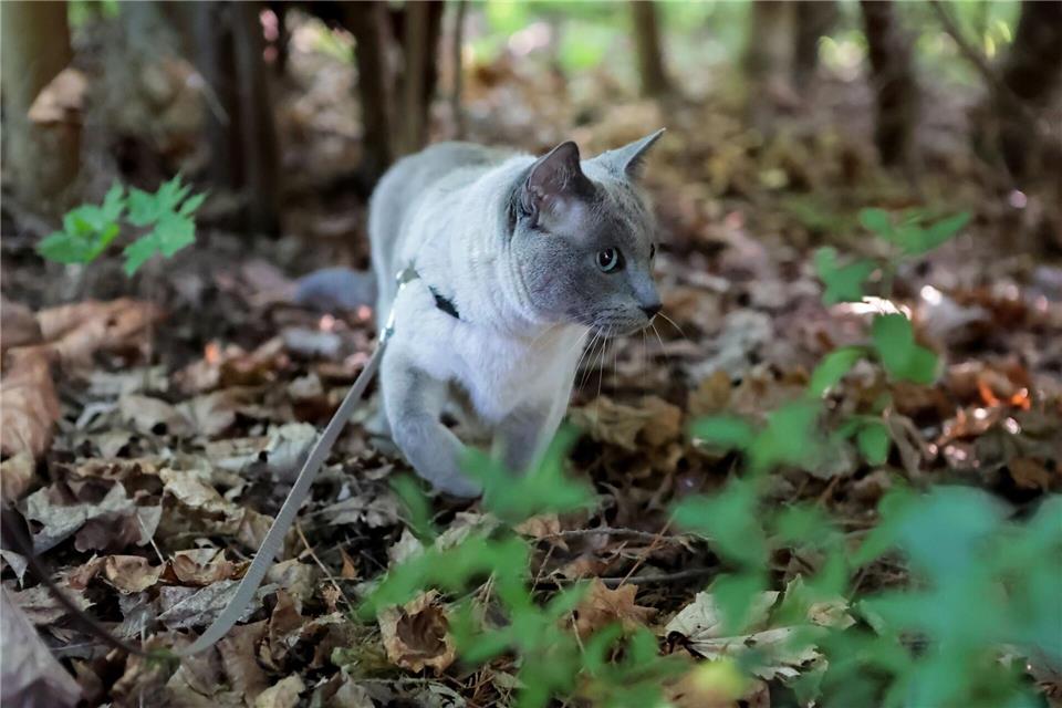 Spaziergänge an der Leine bieten Abwechslung – wenn die Katze sich wohlfühlt.Karolin Krämer/dpa-tmn