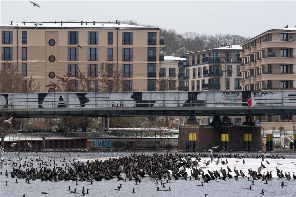 Spaziergänger in Potsdam können ein Naturschauspiel beobachten: Kormorane und Graureiher sammeln sich auf der Havel. Anglern bereiten die hungrigen Fischjäger Probleme. Georg Moritz/dpa