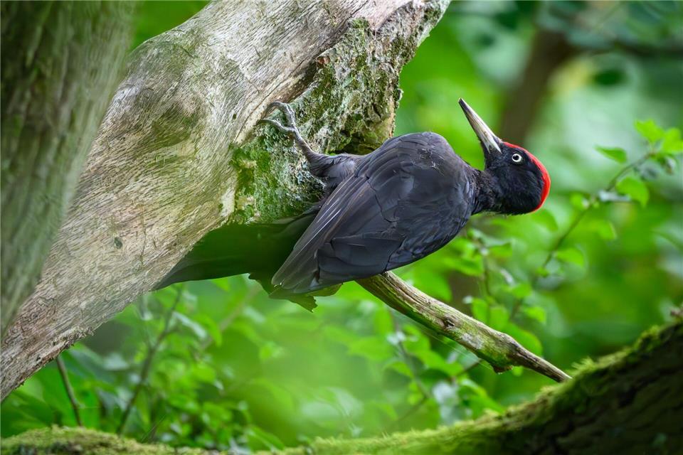 Spechte haben oft sehr große Reviere - was das Zählen nicht einfacher macht. (Archivbild)Patrick Pleul/dpa/ZB