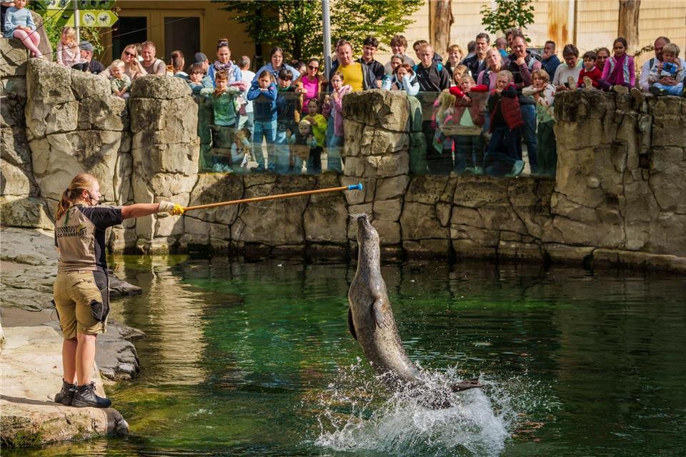 Spektakel für Besucher: Der Zoo Frankfurt gewährt an seinem „Zootag“ besondere Einblicke in seinen Betrieb. Andreas Arnold/dpa