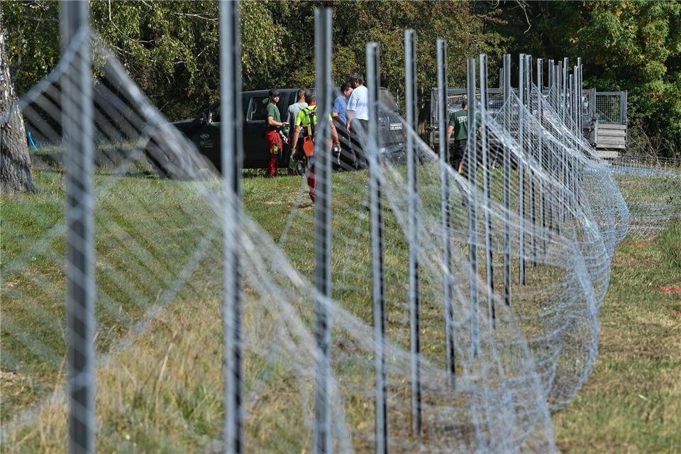Sperrzonen gegen die Schweinepest sind fast vollständig aufgehoben.Patrick Pleul/dpa-Zentralbild/dpa