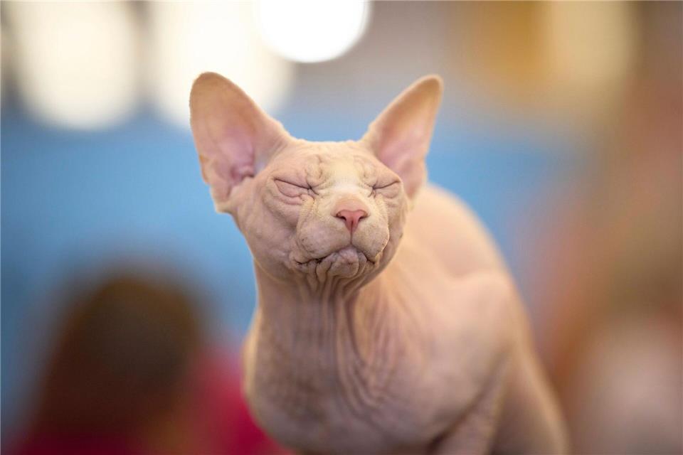 Sphynx-Katzen sind eine nahezu haarlose Katzenrasse. (Symbolbild)Vadim Ghirda/AP/dpa