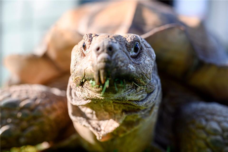 Spornschildkröten sind die größten auf dem Festland lebende Landschildkrötenart Afrikas. (Symbolbild)Vogl Daniel/dpa