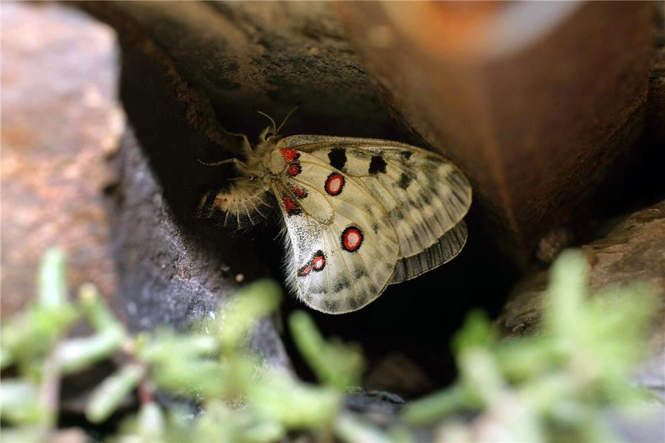 Sprühflüge seien maßgeblich für den Rückgang des streng geschützten Mosel-Apollofalters sowie weiterer Insektenarten verantwortlich, so die DUH. (Symbolbild)Thomas Frey/dpa