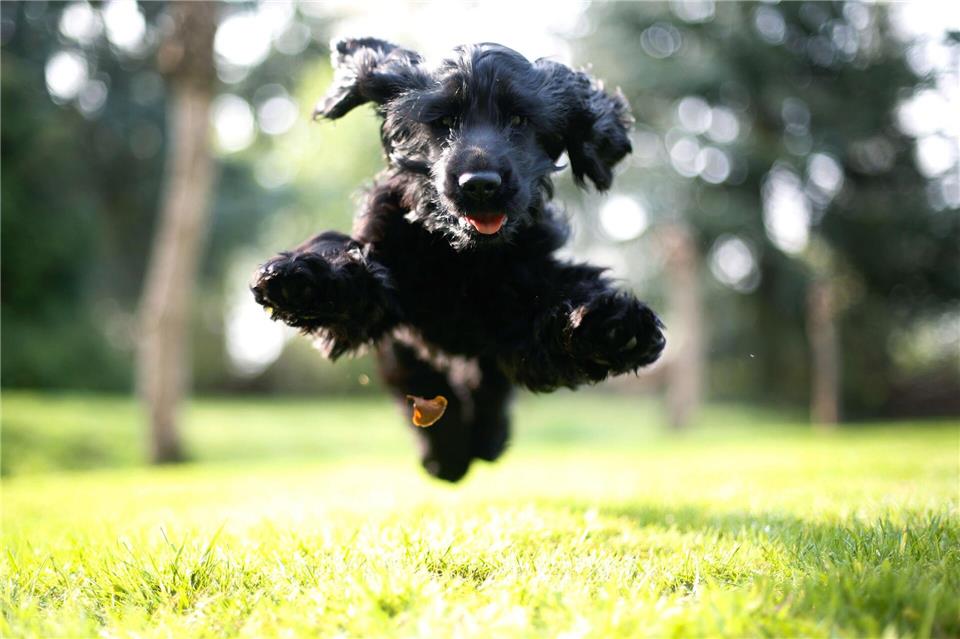 Sprunghaft - im wahrsten Sinne des Wortes: Hunde mit ADHS kann man schnell für Dinge begeistern, sie verlieren das Interesse aber auch schnell wieder. picture alliance/dpa