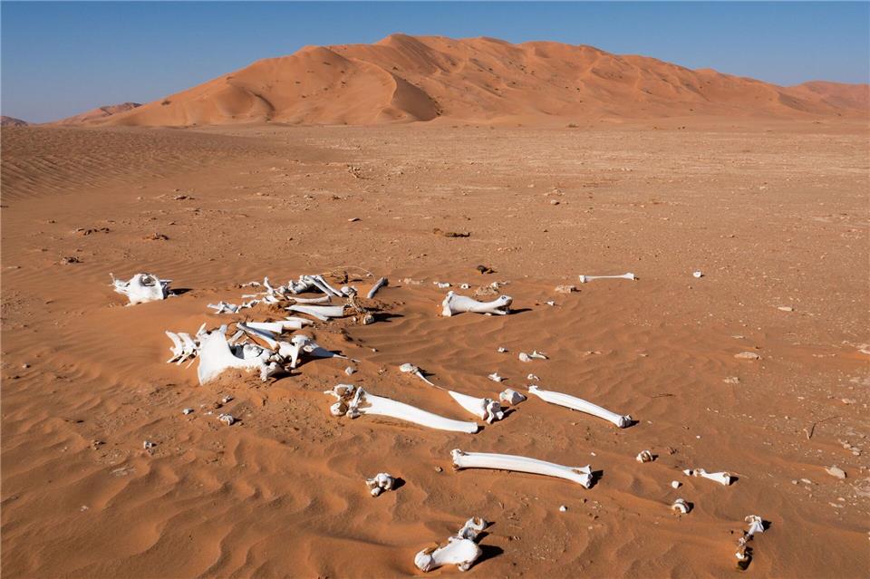 Nomade auf Zeit in der größten Sandwüste der Welt Spuren einer Verendung: Kamelknochen im Wüstensand.Andreas Drouve/dpa-tmn