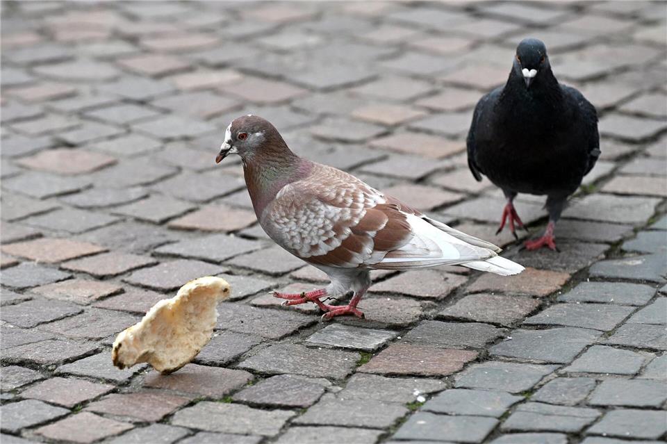Stadttauben können ganz verschiedenfarbige Gefieder haben. (Archivbild)Michael Brandt/dpa