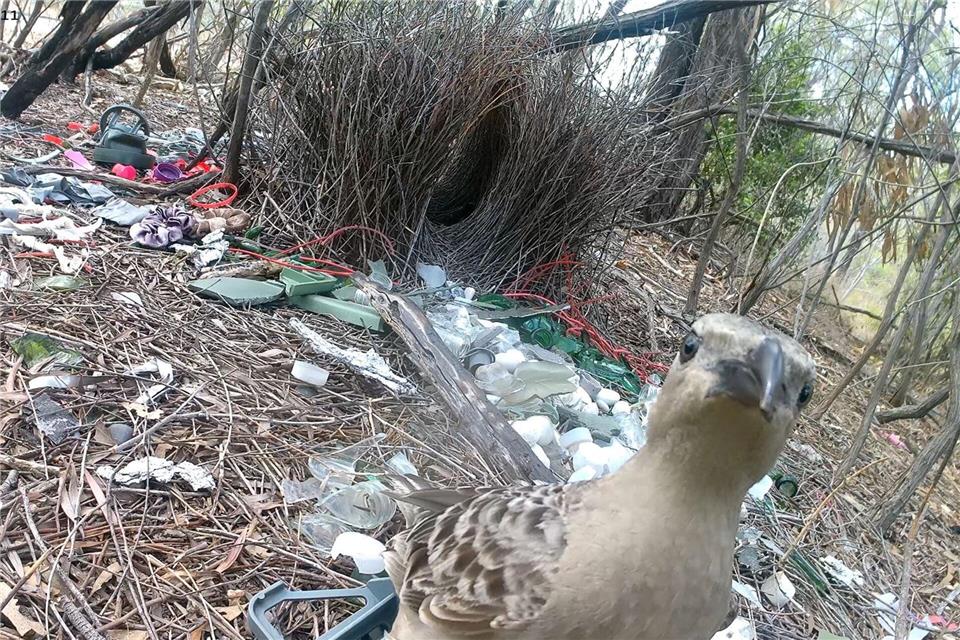 Stadtvögel gehen in Australien jetzt mit menschlichen Abfällen auf Brautschau.Caitlin Evans/University of Exeter/dpa