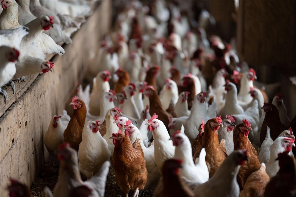 Stallpflicht für Geflügel infolge der Vogelgrippe entlang des Rheins. (Foto - Archiv) Marijan Murat/dpa