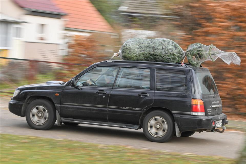 Stamm voraus: So sollte der Baum platziert sein, wenn man ihn auf dem Autodach transportiert.picture alliance/dpa/dpa-Zentralbild