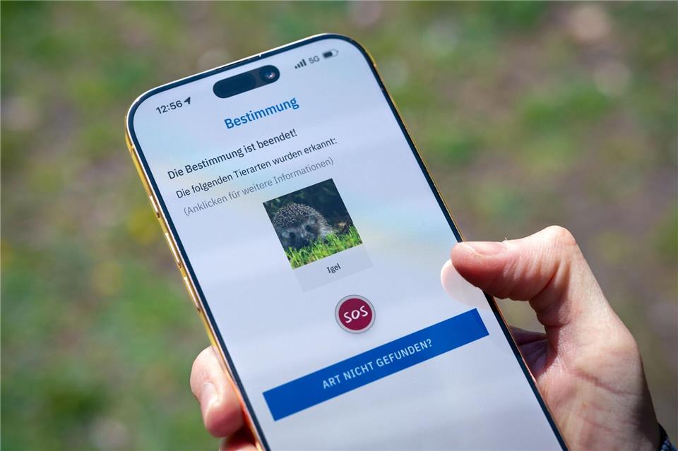 Standortdaten aktivieren - Hilfe suchen: Die App listet Anlaufstellen und Fachleute auf, die den Wildtieren helfen können.Nico Tapia/dpa-tmn