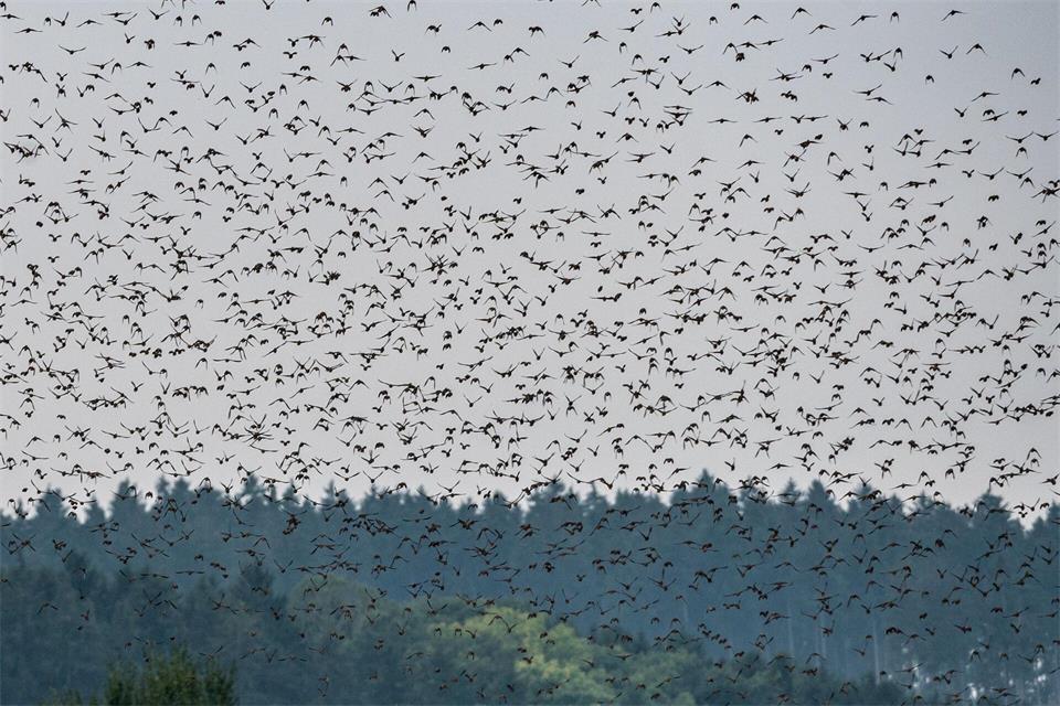 Stare sammeln sich in großen Schwärmen und ziehen dorthin, wo es ein gutes Futterangebot gibt.Armin Weigel/dpa