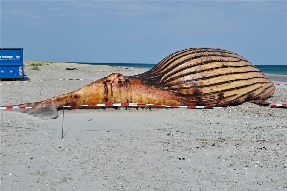 Stark aufgebläht liegt der Buckelwal seit dem Wochenende am Strand. Kai Moorschlatt/dpa