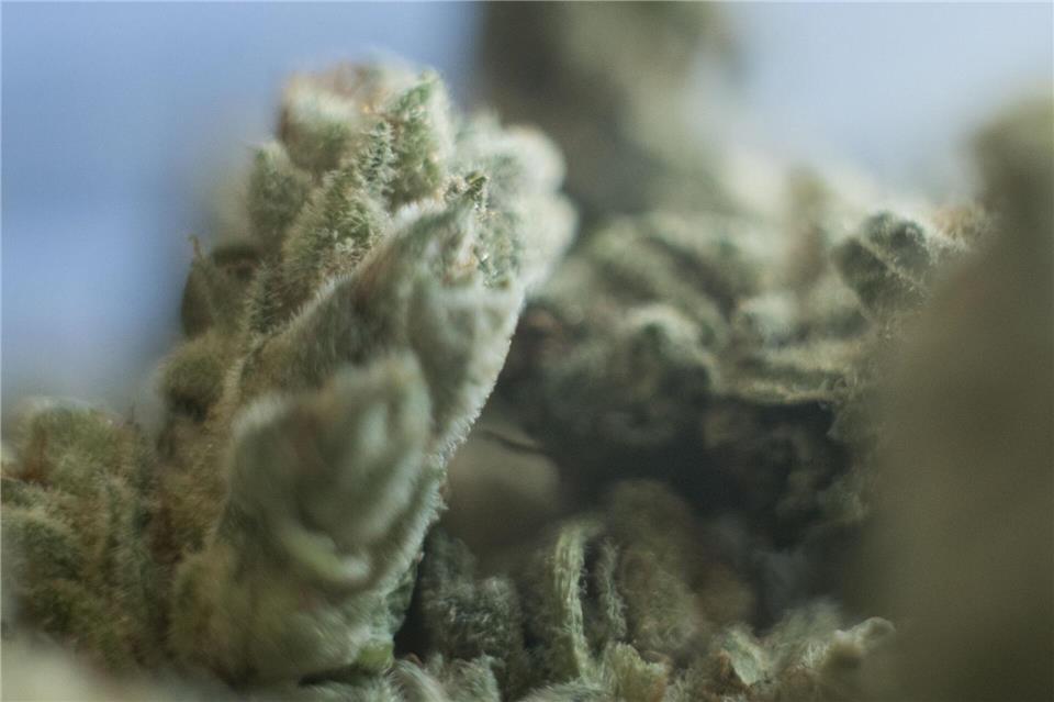 Start des Cannabisanbaus in 26 von 31 Clubs in Rheinland-Pfalz (Symbolbild).Sebastian Gollnow/dpa