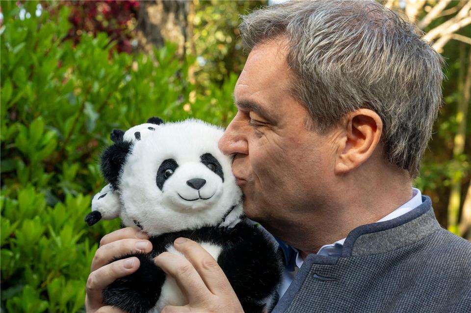 Statt nur Panda-Plüschtieren wird es in Bayern bald lebendige Riesenpandas geben.Peter Kneffel/dpa