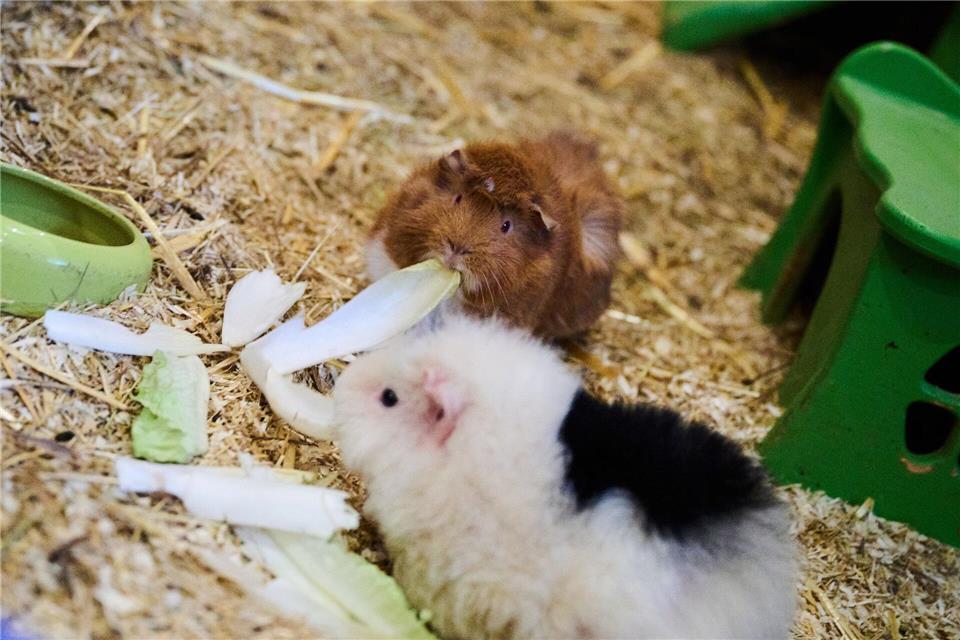 Statt putzmunter in ihrem Gehege fand eine Meerschweinchenbesitzerin in Renchen ihre Schützlinge tot auf. (Symbolbild)Annette Riedl/dpa