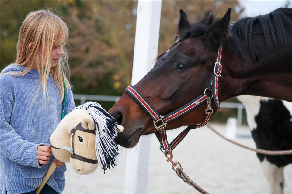 Steckenpferd trifft echtes Pferd: Echte Reiter müssen ihre Pferde bei jedem Wetter, also auch bei kalten Temperaturen, bewegen. Beim Hobbyhorsing bleiben die Kids dann zu Hause.