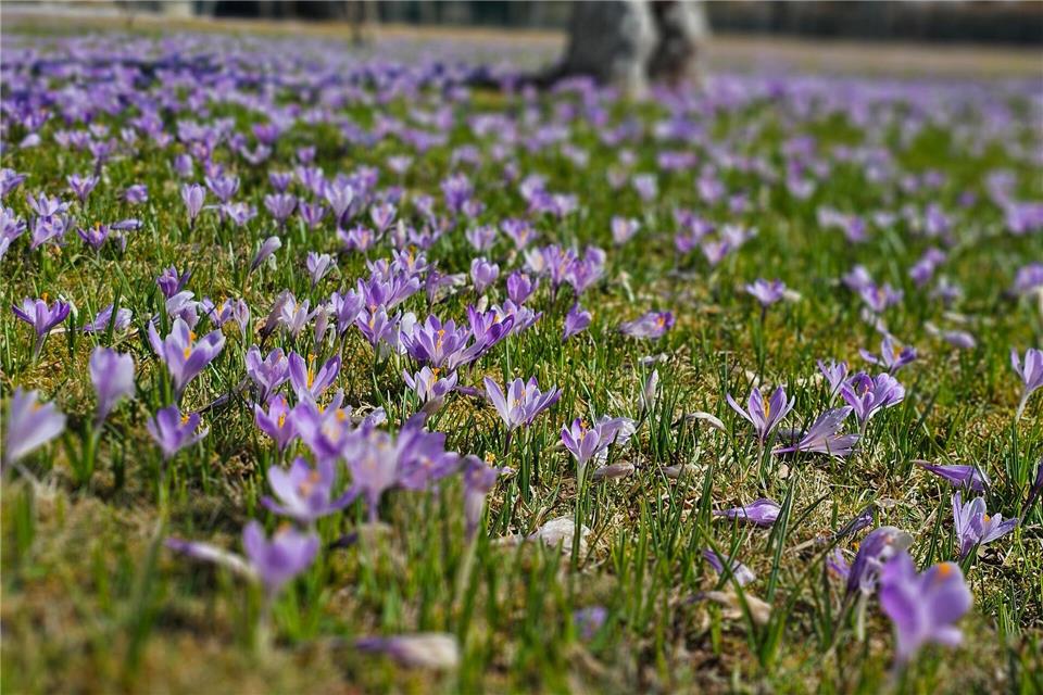 Steigende Temperaturen locken im Erzgebirge Millionen Krokusse aus dem Boden und verwandeln Drebach in ein lilafarbenes Blütenmeer. Mike M�ller/dpa