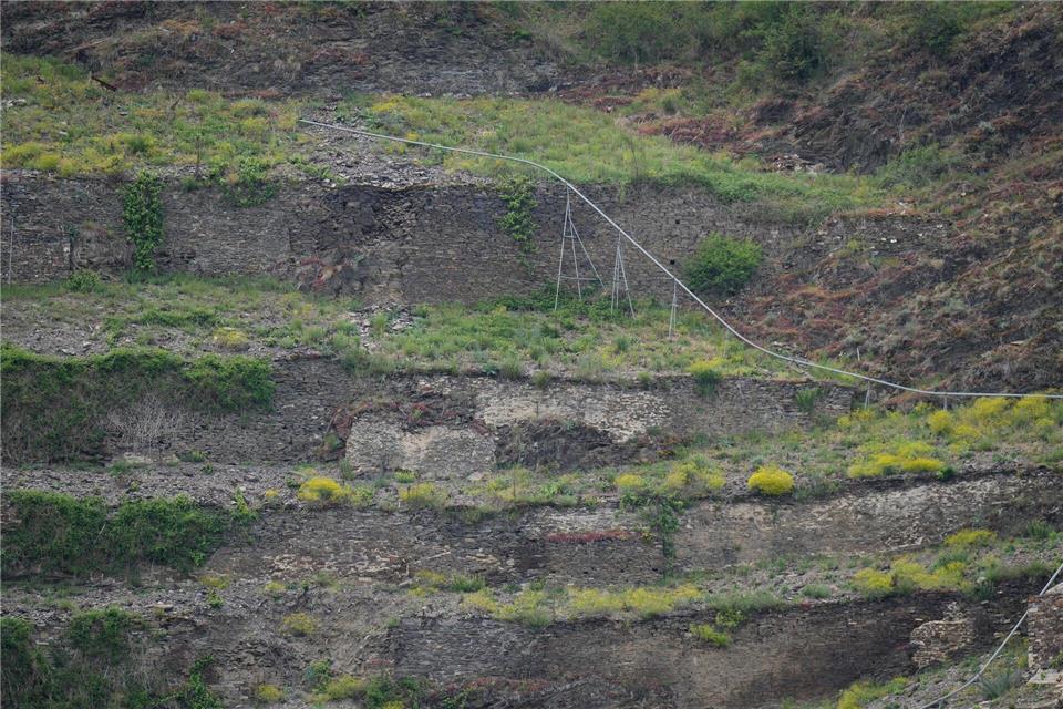 Steillagen-Weinbau wie hier an der Mosel ist besonders arbeitsaufwendig. Manche Parzellen werden daher von ihren Winzern aufgegeben.Thomas Frey/dpa